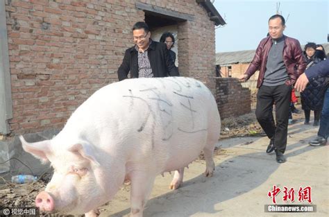 big hog china